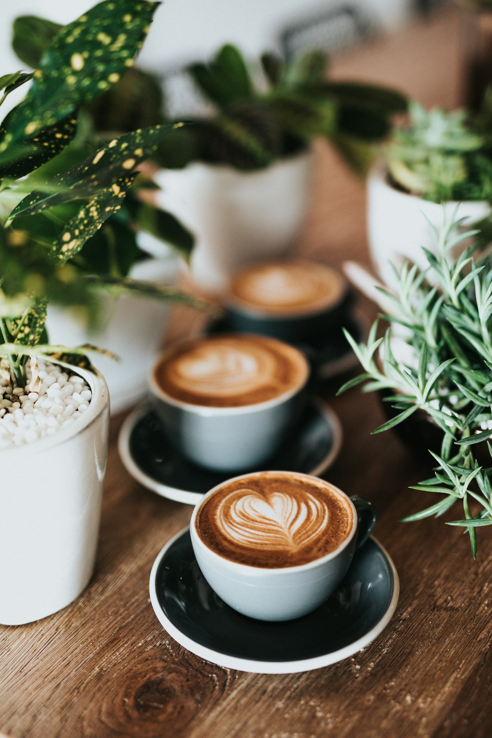 Flat whites and green plants on the shop's wooden counter